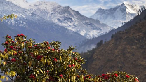 Trailing The Himalayan Rhododendron