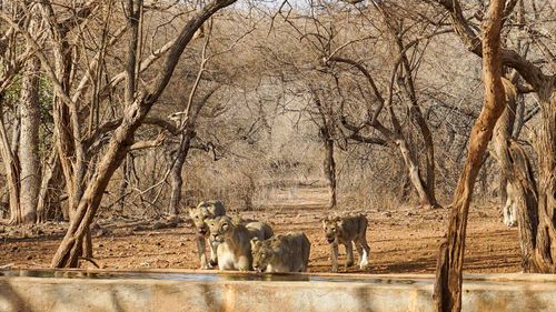 Sasan Gir Safari in Gujarat: Witness Lions & Experience Coexistence