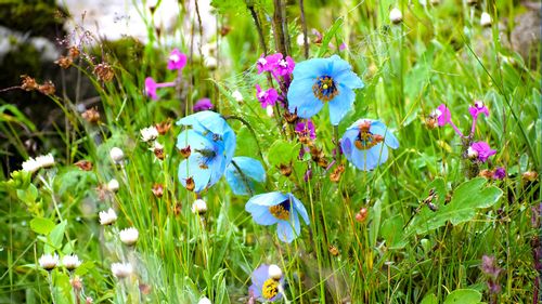 Kaas Plateau Or Valley of Flowers: Here's Your Travel Itinerary For September 