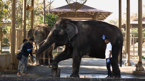 Sneak Peek Inside Vantara, Jamnagar's New Animal Sanctuary In Gujarat