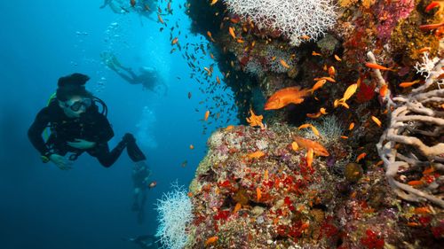 Underwater Thrills: Top Destinations For Scuba Diving In Sri Lanka 