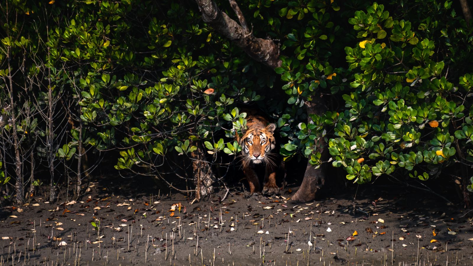 Sundarban Tourism