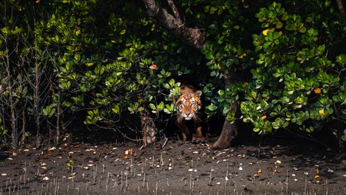 Plan A Trip To Sunderbans With This Quick Guide