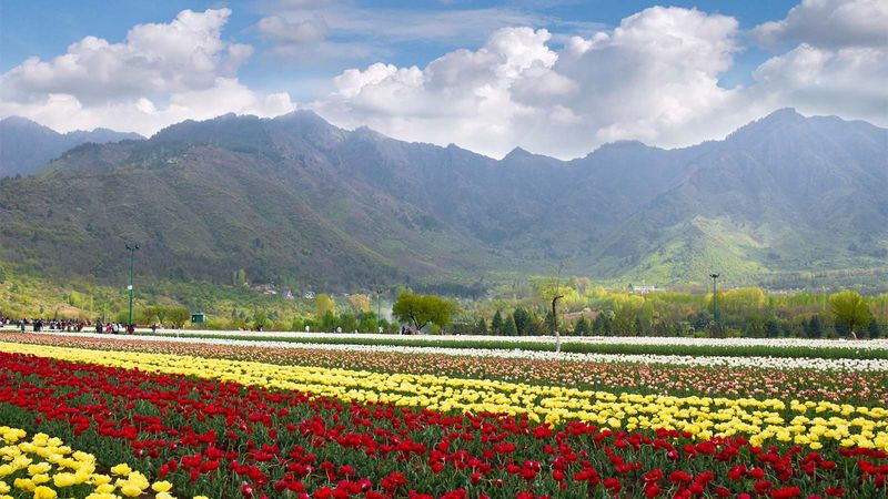 Srinagar’s Tulip Garden Is A Sight To Behold. Here’s Why You Need To Visit It NOW 