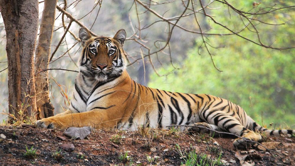 Tiger Spotting At Taboda National Park In Maharashtra | Zee Zest