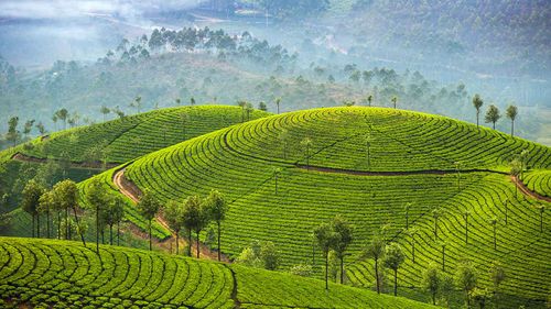5 Breathtaking Tea Plantation Stays In India For Your Next Getaway 