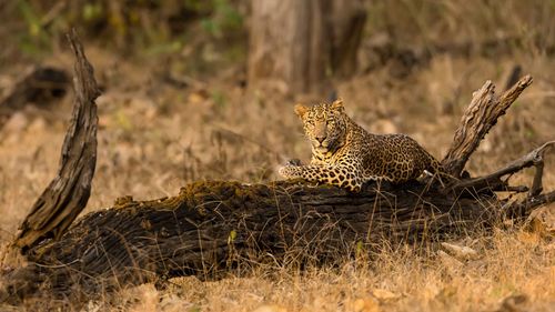 Activities To Do In Kabini: A Quick Guide To Adventure And Relaxation In The National Park