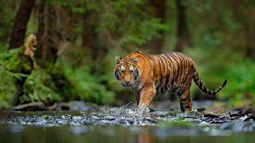 This International Tiger Day, Learn About These 9 Conservation Organisations In India