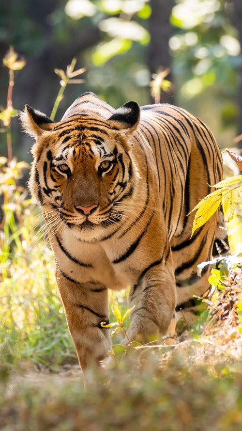 Jungle Book: How To Safari Like A Pro In Pench National Park