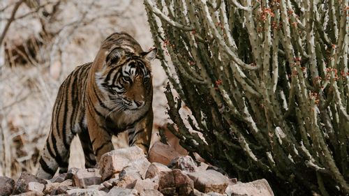 14 Wildlife Sanctuaries In India For A Thrilling Safari 