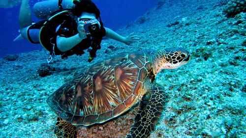 Sea You Soon: Amazing Scuba Diving Spots In Andaman Islands