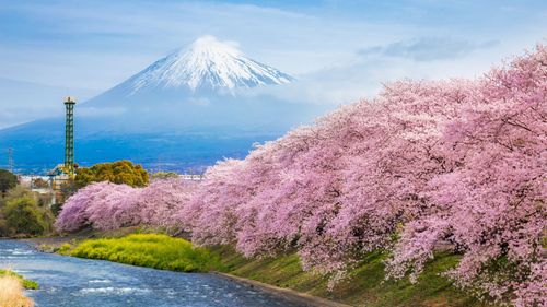  Petals & Picnics: Make Most Of The Cherry Blossom Season In Japan