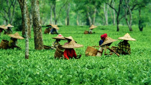 Visit Assam’s Bucolic Tea Estates To Soak In 50 Shades of Green