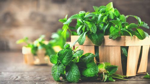 10 Compelling Benefits Of Mint Leaves You Can't Ignore  