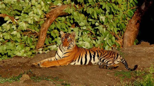 Looking Into The Eye Of The Tiger At Bandipur National Park