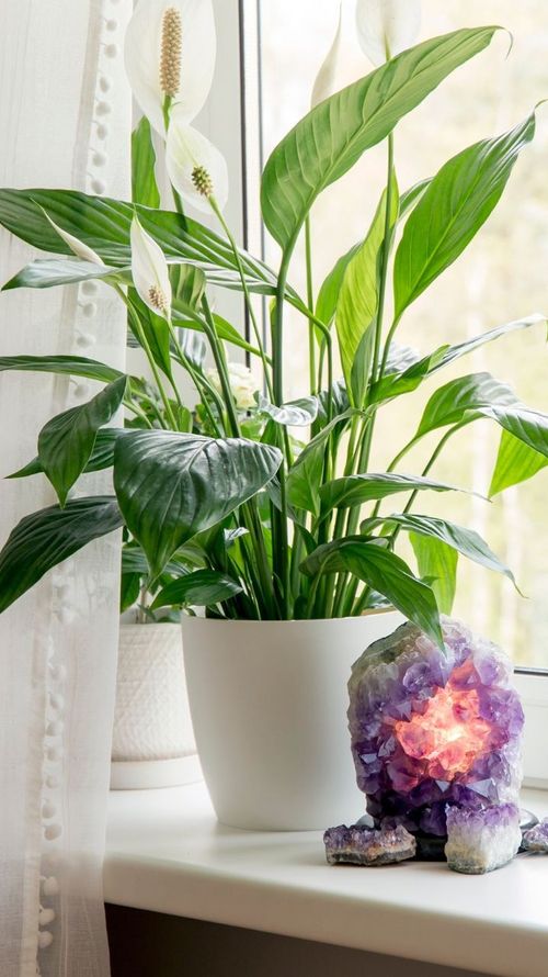 Good Luck Plants To Bring Positivity & Prosperity To Your Home