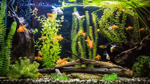 Setting Up Aquarium At Home? These Fish Are Just The Perfect Choice