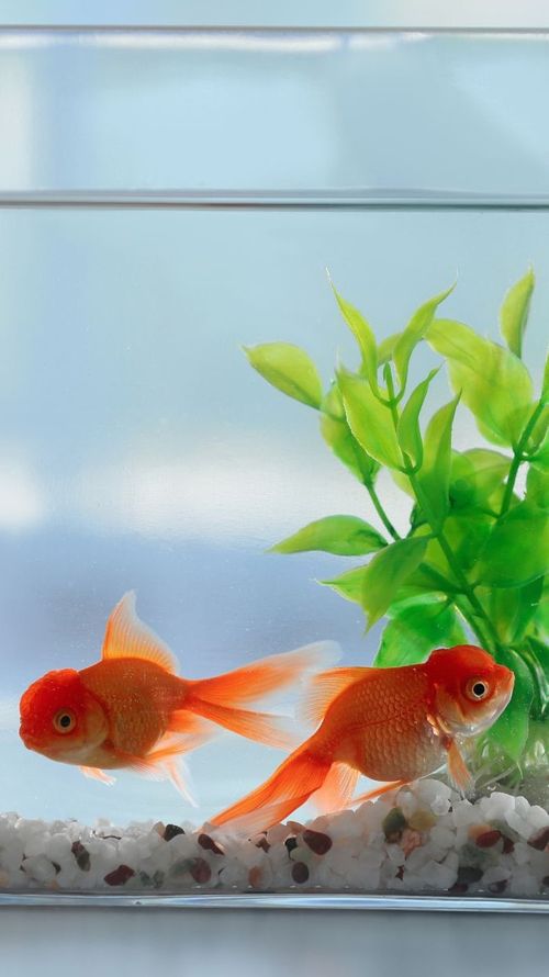 Setting Up Aquarium At Home? These Fish Are Just The Perfect Choice
