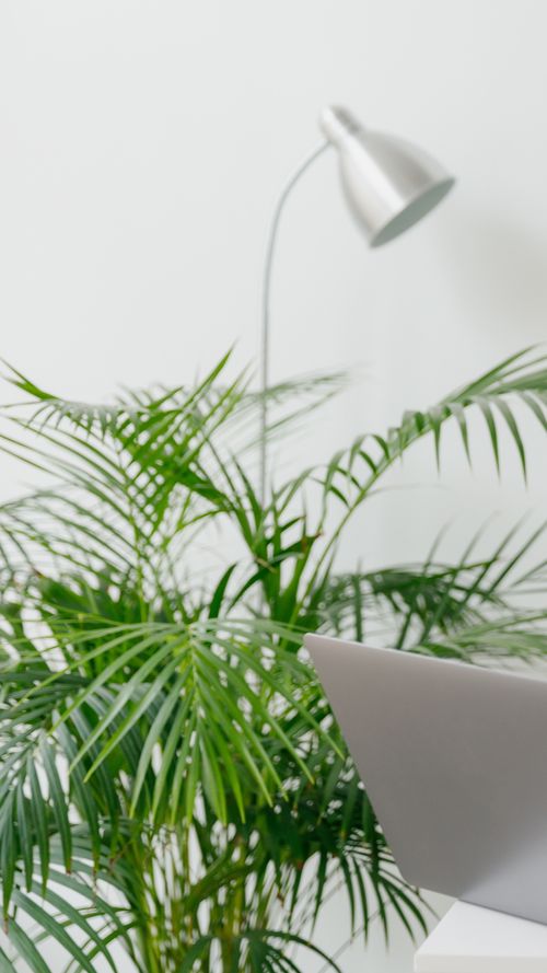 Bring Life To Work With The Best Desk Plants