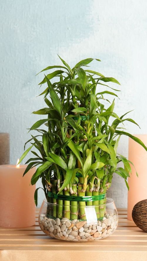 Keep Your Lucky Bamboo Plant Healthy With These Quick Tips