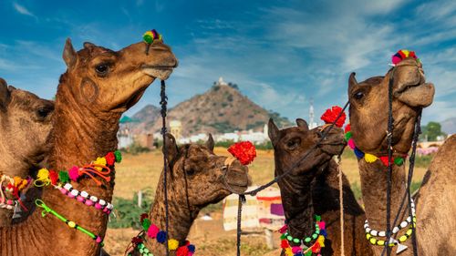 Your Quick Guide To Pushkar Camel Fair 2025 In Rajasthan