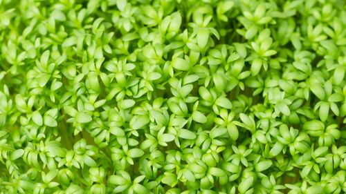 Best Ways To Use Halim Seeds For Stronger Hair And Bones