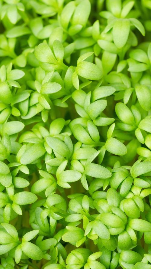 Best Ways To Use Halim Seeds For Stronger Hair And Bones