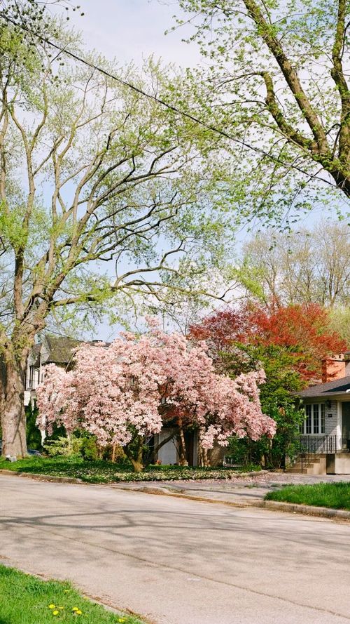 Beat The Winter Smog With These Lush Quick Growing Trees