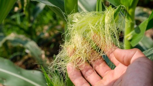 Here's Why Everyone’s Talking About Corn Silk Tea For Wellness