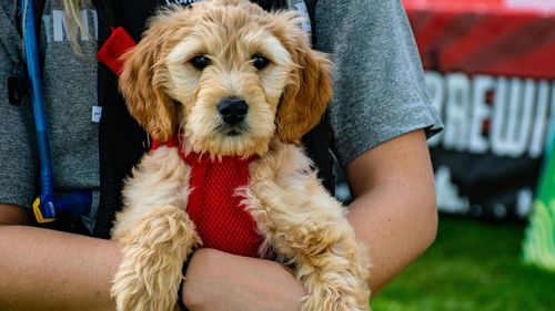 Pet Fed Makes Its Big Pune Debut This November! 