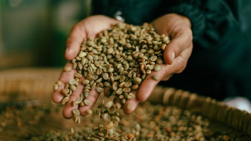 How India’s Coastal Winds Crafted A Global Coffee Icon