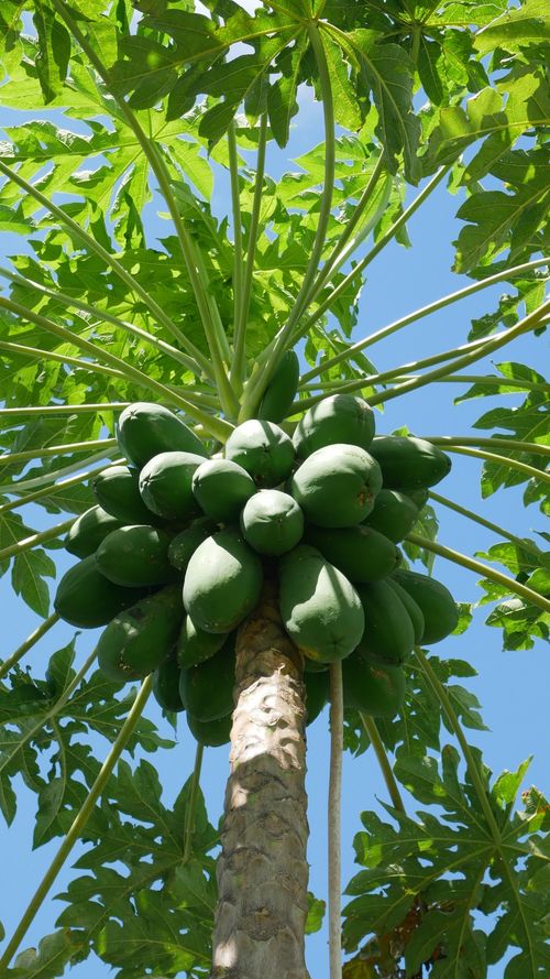Why Papaya Leaves Deserve A Spot In Your Wellness Routine