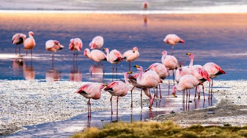 Rajasthan's Sambhar Lake Turns Pink As Flocks Of Flamingos Arrive