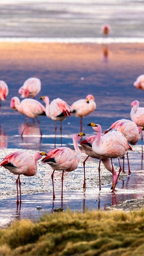 Rajasthan's Sambhar Lake Turns Pink As Flocks Of Flamingos Arrive