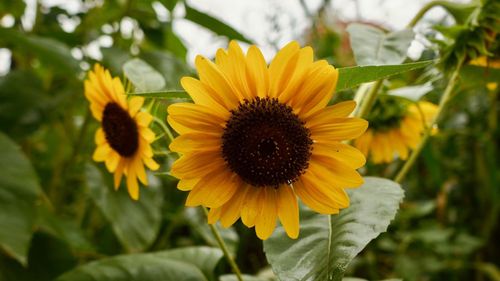 Why Sunflower Seeds Are The Secret Superfood Your Body Needs