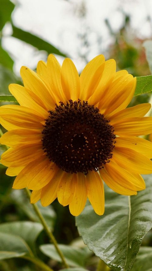 Why Sunflower Seeds Are The Secret Superfood Your Body Needs