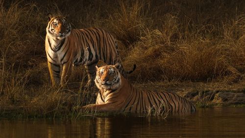 Indian Forests That Are Perfect For Your Family's First Safari