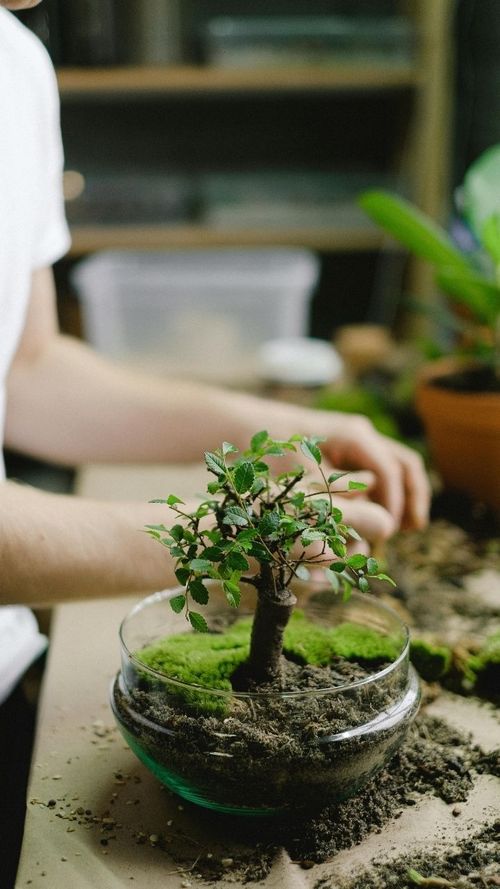 Your Quick Beginner’s Guide To Growing Bonsai In India