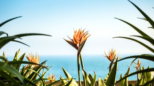 Birds Of Paradise And Other Plants That'll Give Your Garden A Spring Glow-Up