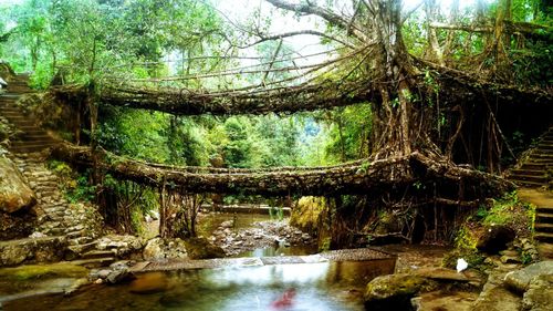 Meghalaya’s Root Bridges Inches Closer To UNESCO Status