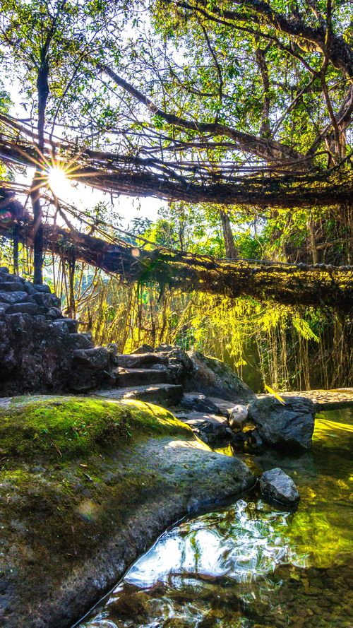 Meghalaya’s Root Bridges Inches Closer To UNESCO Status