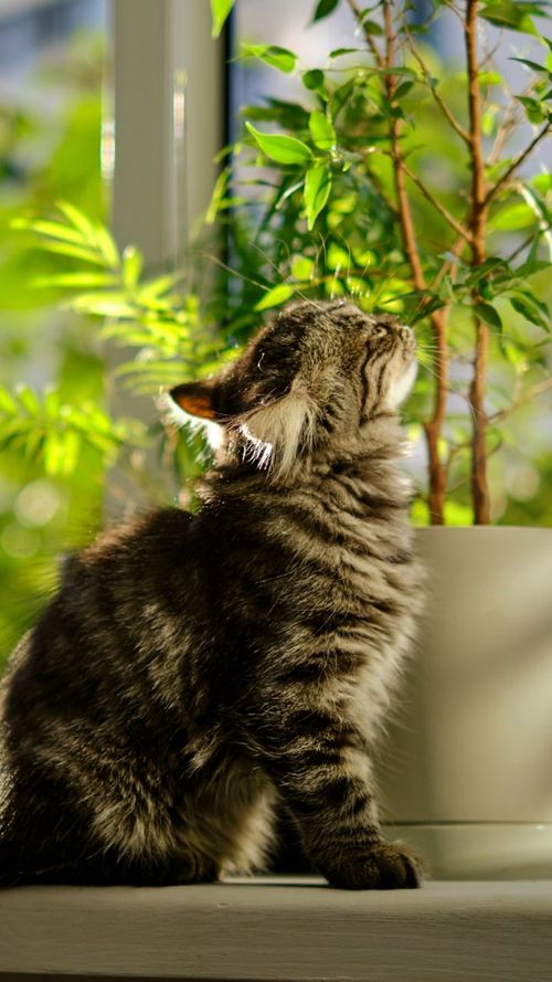 Stunning Indoor Plants That Purify The Air And Are Totally Safe For Your Cat