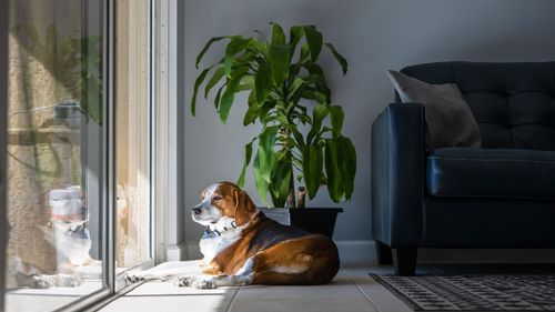 Dog-Friendly Houseplants That Are Safe, Stylish & Totally Tail-Wag Approved