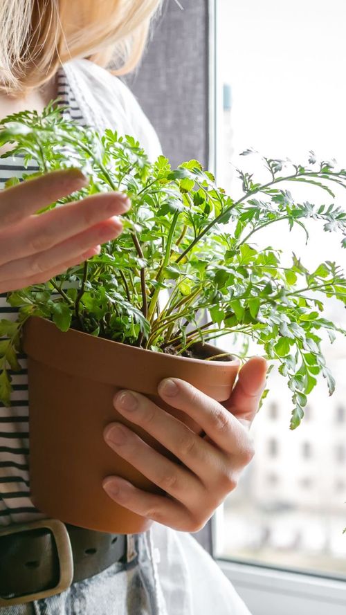 Boost Your Plant Game With These Apps And Smart Tools