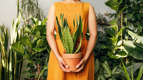 Breathe Easy, Feel Happy: 10 Indoor Plants For Positive Energy & Improved Air Quality