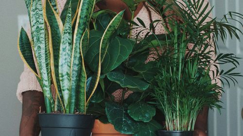 Best Indoor Summer Plants For Your Home Decor
