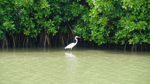 7 Mangrove Forests Nature Lovers Must Explore In India