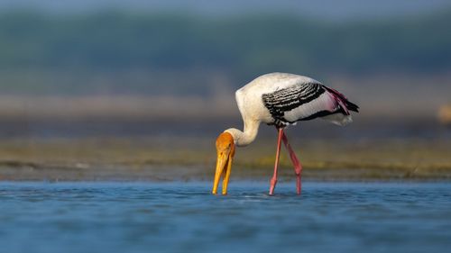 Visit These Migratory Hotspots In India And Say Hello To The Feathered Friends