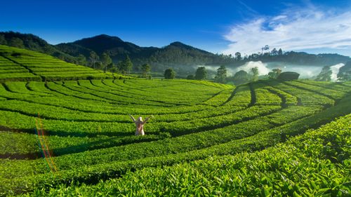Best Resorts In Munnar: Where Luxury Meets The Nature