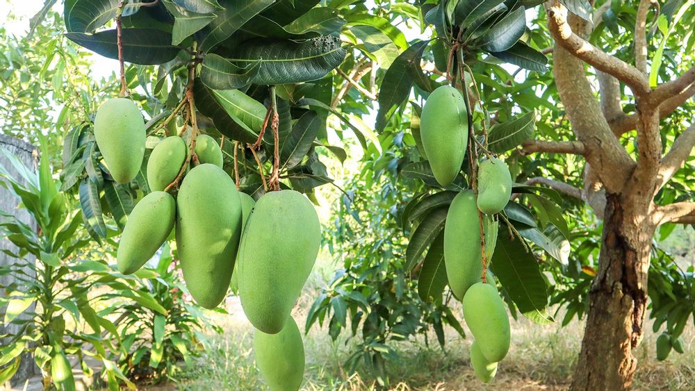 Meet The Noor Jahan Mango From Madhya Pradesh | Mango Varieties In India